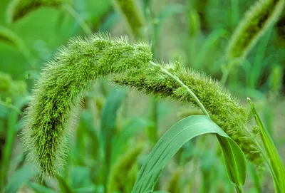 Italian millet