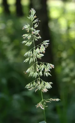 Reed-grass, reed-canary grass
