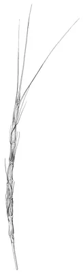 Jointed goatgrass
