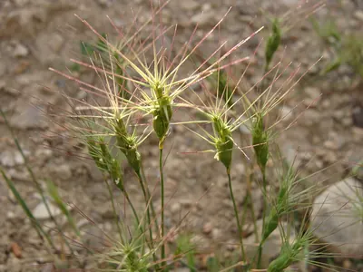Aegilops biuncialis