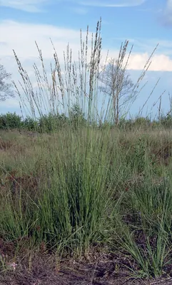 Purple moor-grass