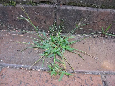 Violet crabgrass