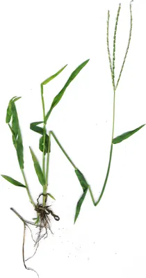 Tropical crabgrass