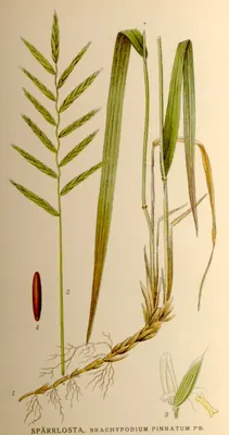 Tor grass