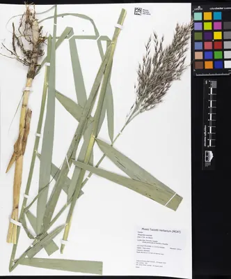 Common Reed
