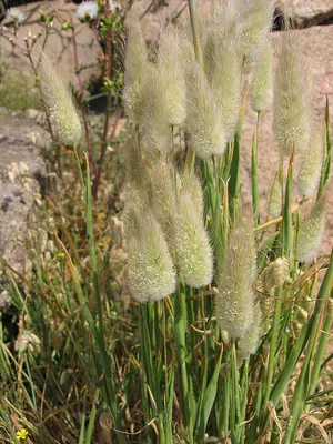 Harestail grass