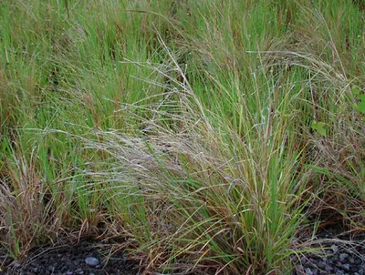 Pili grass