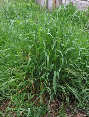 Quackgrass