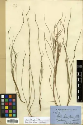 Empodisma minus
