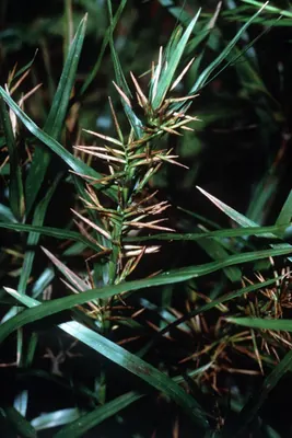 Three way sedge