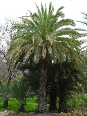 Wild date palm