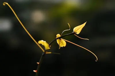 Smilax excelsa