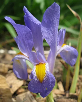 Dwarf violet iris