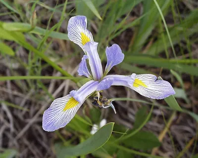 Purple iris