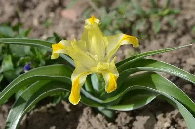Iris orchioides