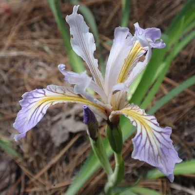 Rainbow iris