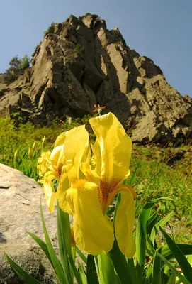 Iris reichenbachii