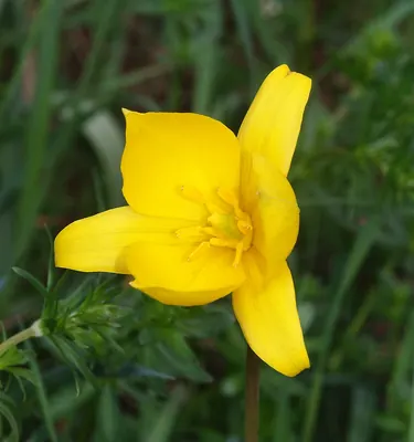 Wild tulip