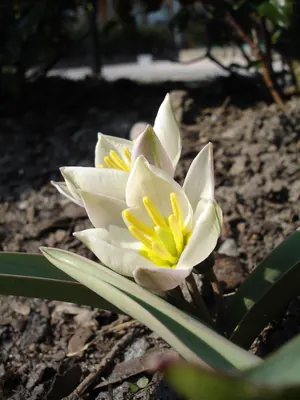 Tulipa biflora
