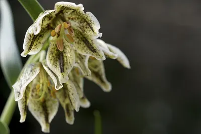 Purdy's fritillary