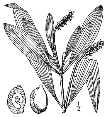 Red Pondweed