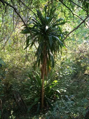 Large-leaved dragon tree