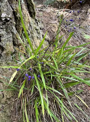Dianella nigra
