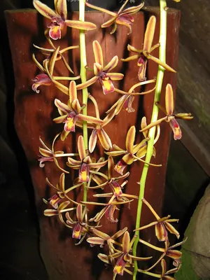 Cymbidium finlaysonianum