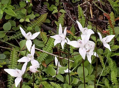 White dog orchid