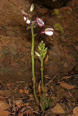 Eulophia hians