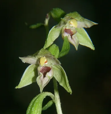Narrow-lipped helleborine
