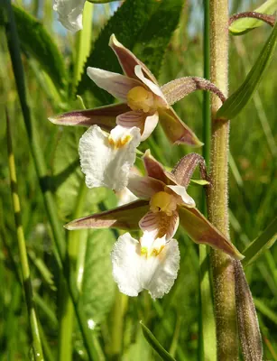 Marsh helleborine