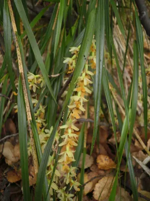 Earina mucronata