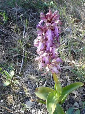 Himantoglossum robertianum