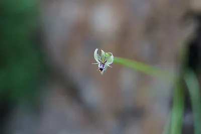 Miersia chilensis