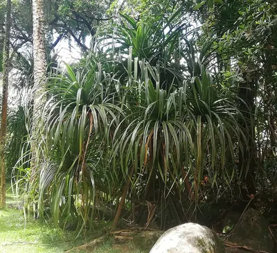 Seychelles Pandanus