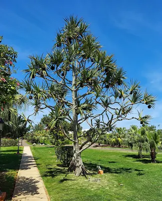 Common screwpine
