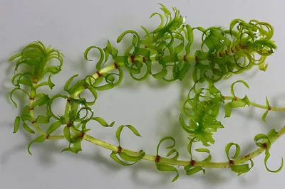 Western waterweed