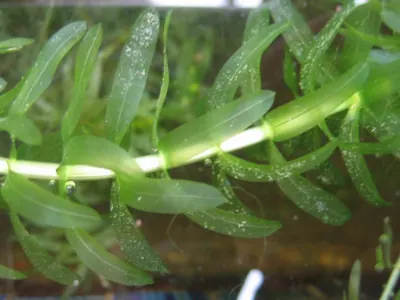 Elodea densa