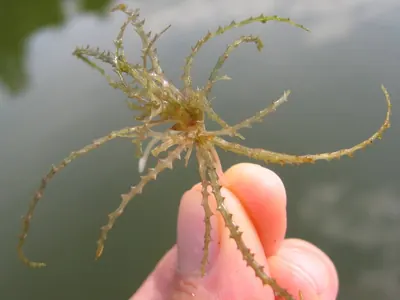 Spiny naiad