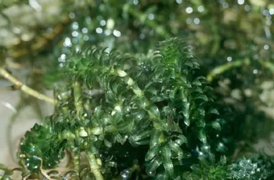 Indian Stargrass