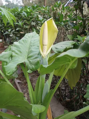 Giant taro
