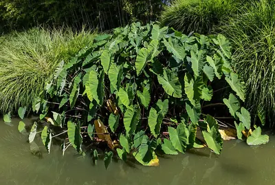 Wild Taro