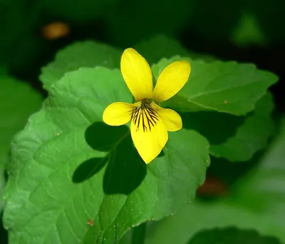 Pioneer violet