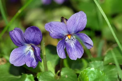 Common violet