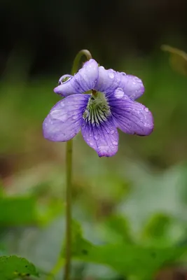 Early Blue (Hook) Violet