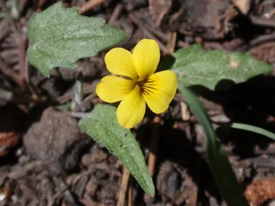 Goosefoot yellow violet