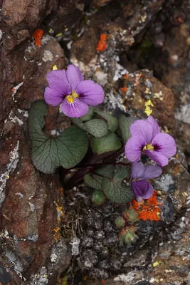 Rock violet
