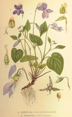Heath violet