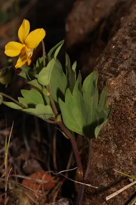 Pine violet